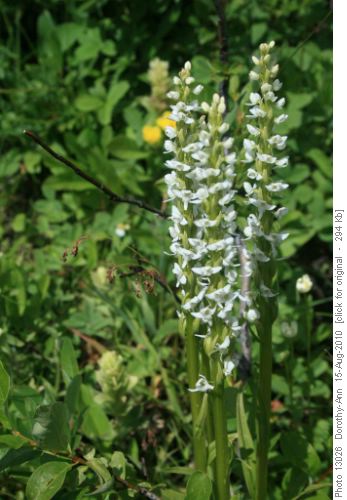 Tall white bog orchid