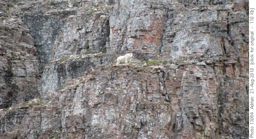 Goat on Crowsnest Mtn ledge