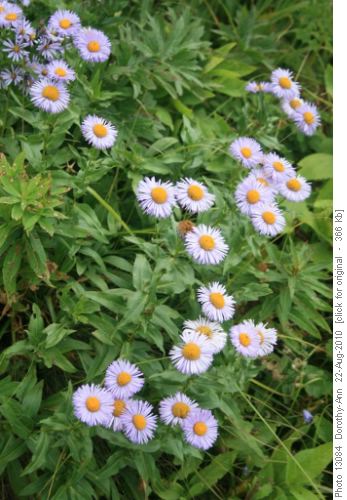 One of the many flower clusters along the way
