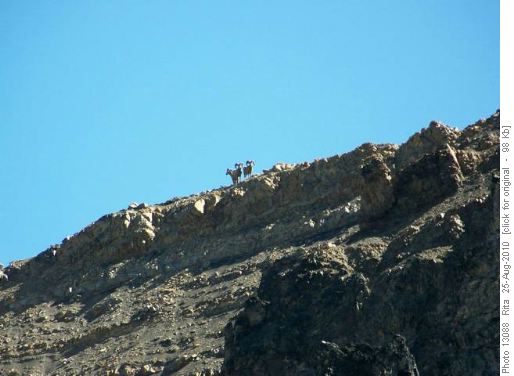 Bighorn sheep on Grizzly Ridge