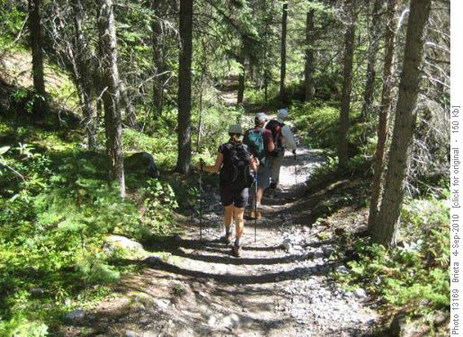 Alastair found a small maple tree on the downward route