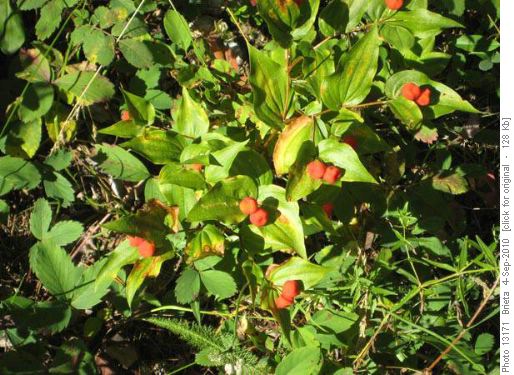 Fairybell, edible berries?