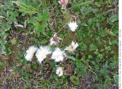 gone to seed