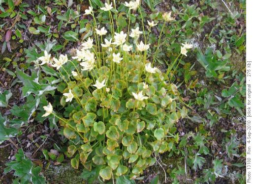 grass of parnassus