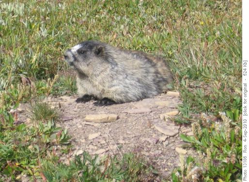 fuzzball marmot