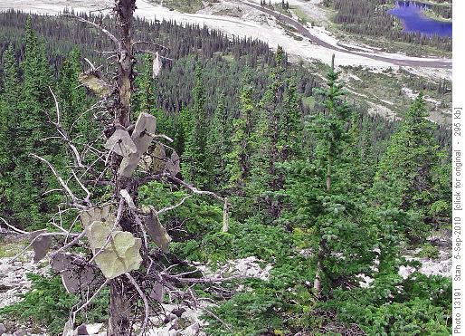 Arbus Rockus (aka Stone Tree)