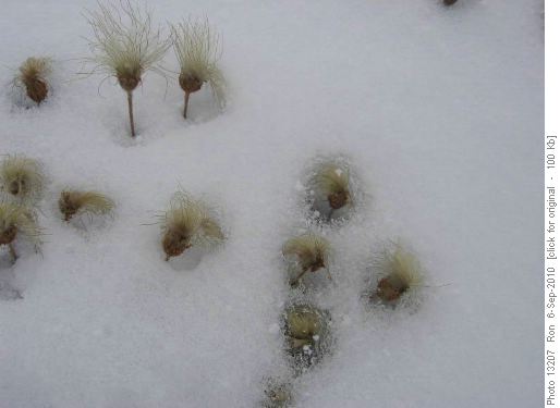 Dryad seedheads in the snow