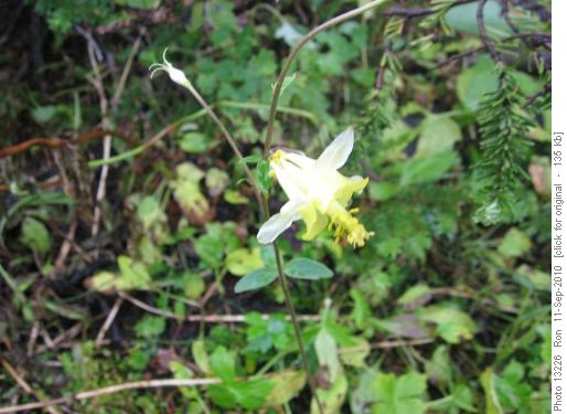 columbine still in bloom