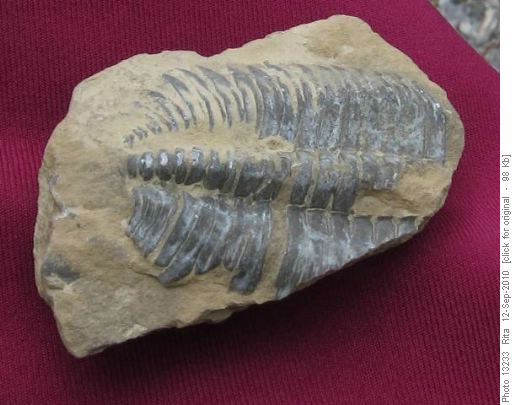 trilobite fossil