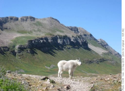 Wasatch-Timpanogos goat