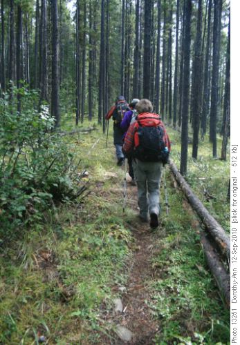 Trail marked by poles at the side