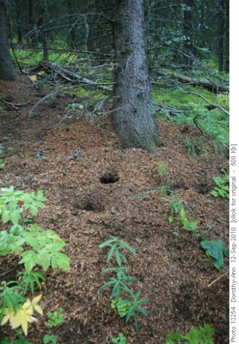 Squirrel midden
