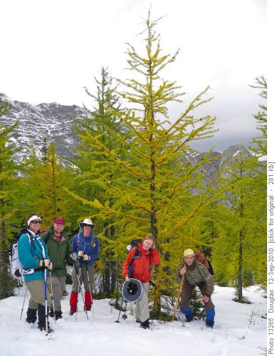 Larches starting to turn