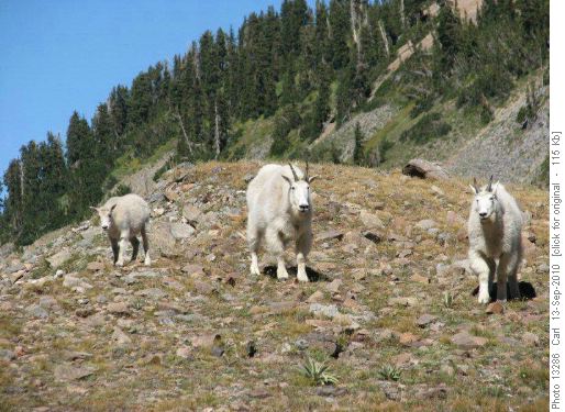 Mountain Goats on Mt. Timpanogos