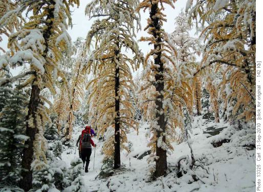 Snow covered larches Snow covered larches