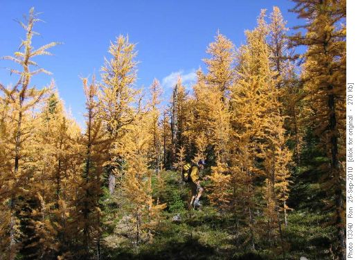 {1168 John Gapp} among the larches