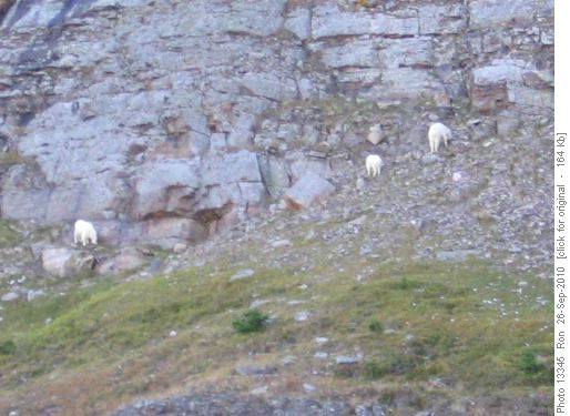 Goats above Temple Lake