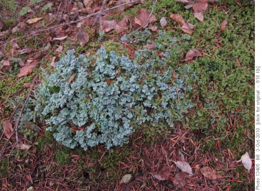 Alpine Foam Lichen (Stereocaulon alpinum)