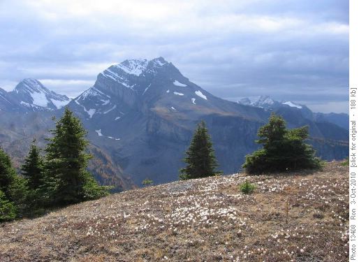 Snow Peak from Smuts High Col. Avens seed heads in foreground.