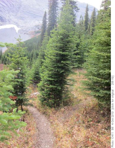 Trail up the north side of upper Commonwealth Creek