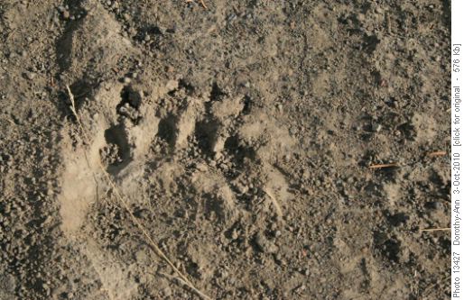 Bear track on the "Bear Highway"