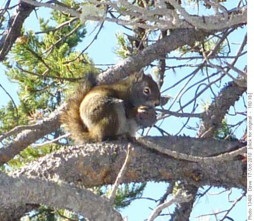 Red Squirrel