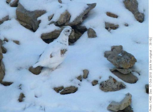 Ptarmigan