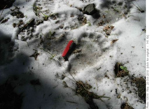 bear tracks on Mt Lipsett trail
