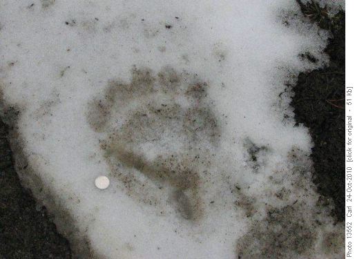 Grizzly track