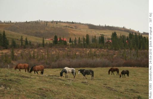 Horses from Anchor D grazing