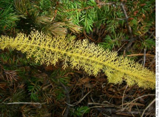 Fern-like plant in open forest near Mt. Ware