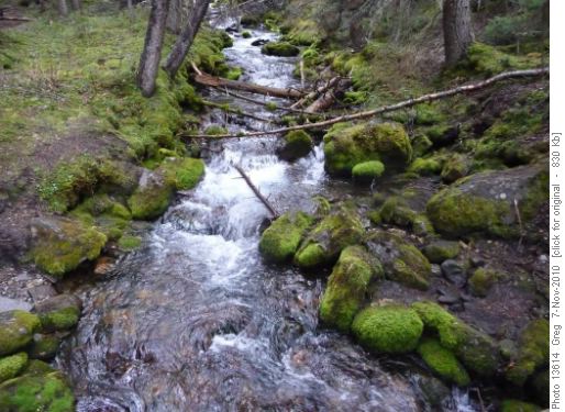 Galatea Creek Nov 2010