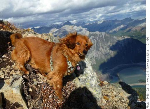 Honey, the Queen of the Mountains