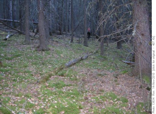 Easy bushwacking on hill east of Mesa Butte