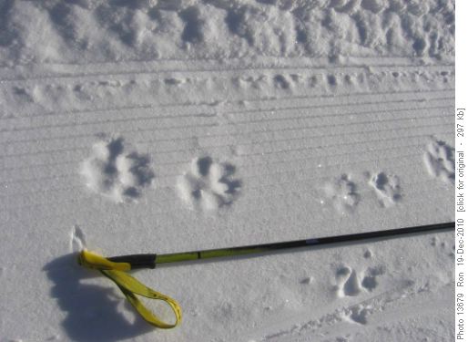 kitty cat tracks on Pocaterra