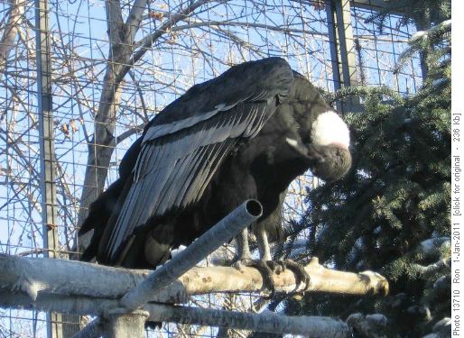 Condor at Calgary Zoo