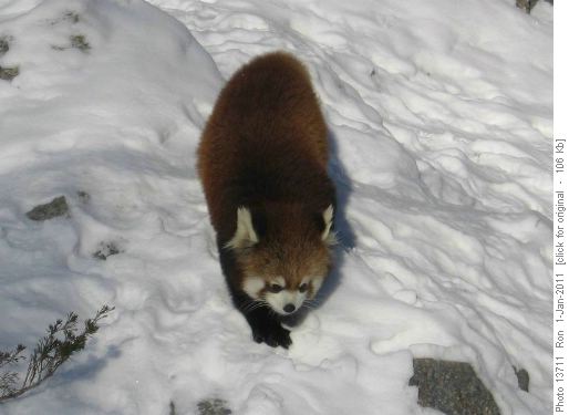 Red Panda at Calgary Zoo