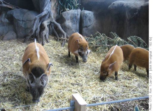 Red River Pigs at Calgary Zoo