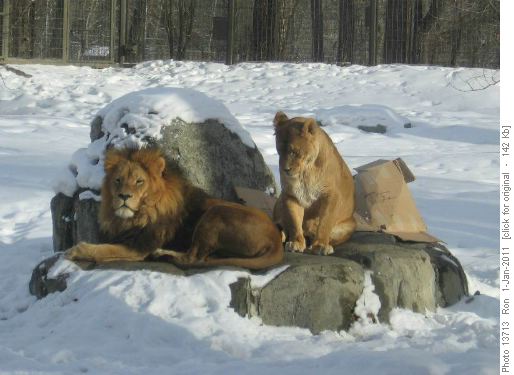 Lions at Calgary Zoo