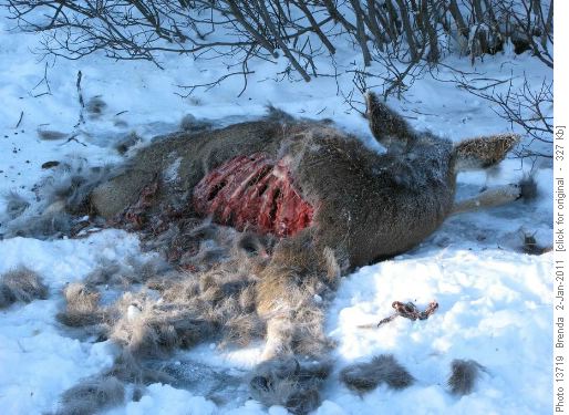Dead Deer found near Prairie Link / Prairie Creek junction