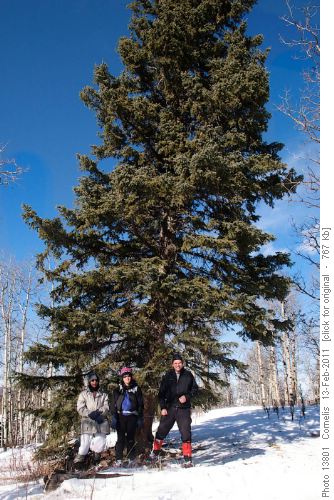 Ghulam, Sharon and Cornelis at the magnificent Fir Tree on Carey Ridge (NAD83 11U 677582 / 5617582 ~1,450m elevation).