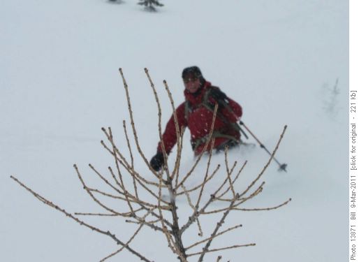 Celine skiing the powder