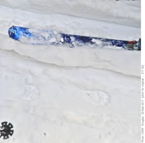 Wolverine footprint?