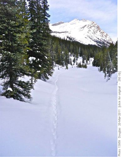 3 and 3 wolverine track on Mosquito Meadows