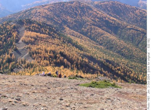 Did I mention the blanket of larches awaiting the off-trail hiker on Odlum Ridge. Did I mention the blanket of larches awaiting the off-trail hiker on Odlum Ridge.