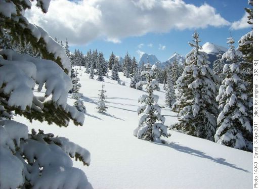 Winter Wonderland from a Spring Snowstorm