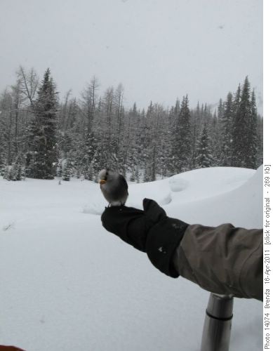 A number of grey jays joined us for lunch
