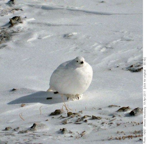Ptarmigan