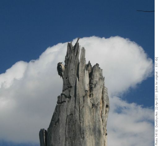 Downey woodpecker working on a nest