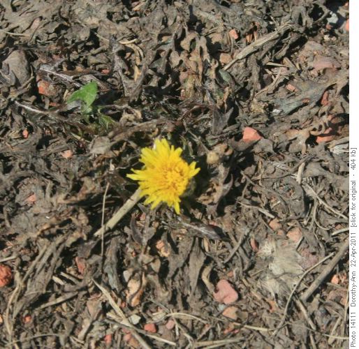 Does this mean Spring is finally here